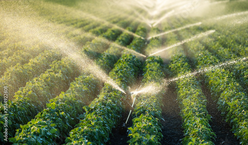 Cuadro en lienzo Automatic Crop Irrigation on Potato Farm During Golden Hour