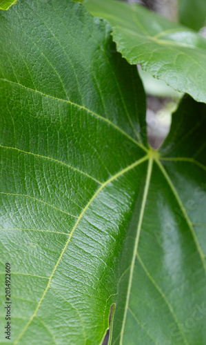 detailed macro shot of a single green leaf, highlighting the intricate vein pattern and the glossy, textured surface of the plant.