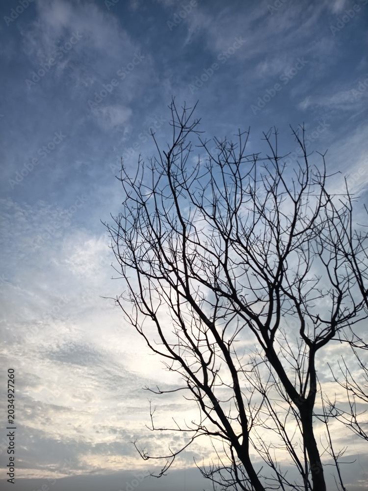 Fototapeta premium The image shows the silhouette of a leafless tree against a vast sky. 