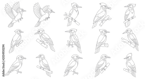 Bild auf Leinwand Collection of Jay Bird Line Drawings - Various Poses and Perched on Branches