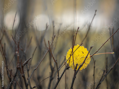 Foto Lone bright yellow aspen leaf caught between bare brown twigs