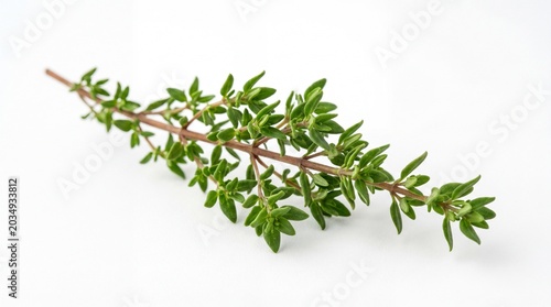 Fresh green thyme herb sprig isolated on white