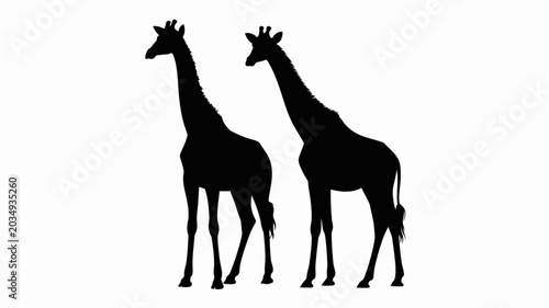 Photography Two Giraffe Silhouettes Against A White Background A Minimalist Wildlife Illustr