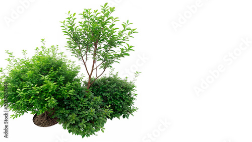 Lush green bushes and shrubs garden plants isolated on transparent background cut out