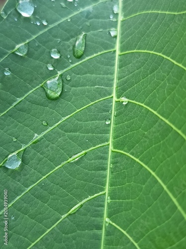 Fotografi green leaf with drops of water