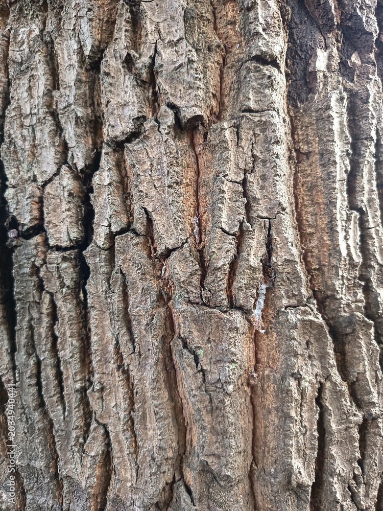 Naklejka premium tree bark texture