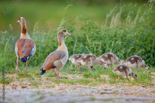 Photography Egyptian Goose With Goslings on the Riverbank at spring time
