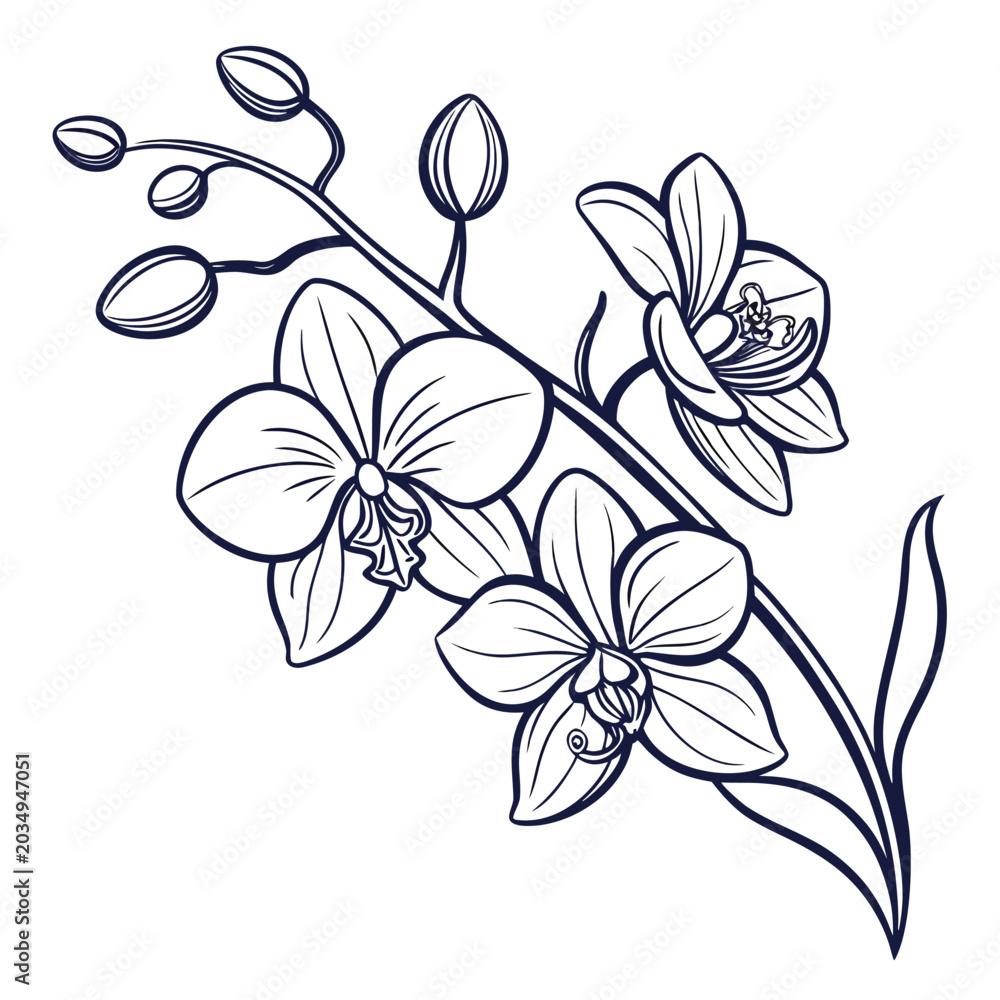 Fototapeta premium exotic orchid vector