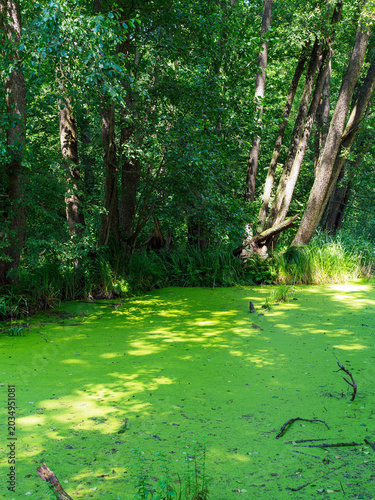 a forest pond covered with a thick layer of duckweed