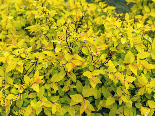 Spiraea japonica- a shrub with bright golden-yellow foliage after rain