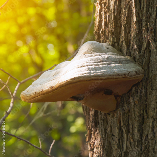 A tinder fungus on a tree trunk
