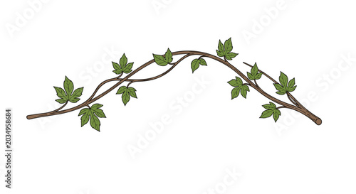 Graceful illustration of a curving grapevine branch with vibrant green leaves on a white background for wine and vineyard themes.