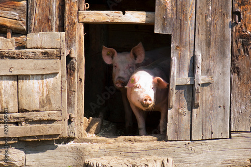 Pigs in stable, close-up