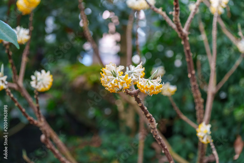 Beautiful oriental paperbush flowers blooming on branches in early spring