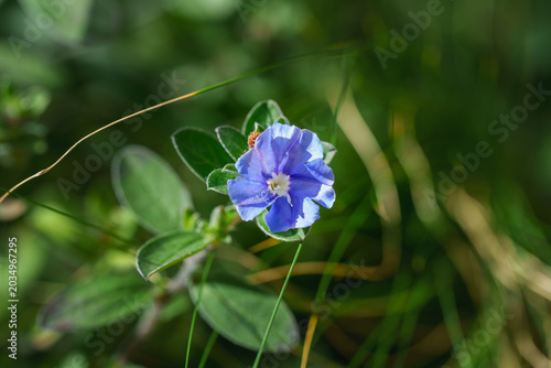 Photography Beautiful blue daze flower blooming on a green bush