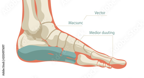 Bild auf Leinwand Human Foot Anatomy Diagram