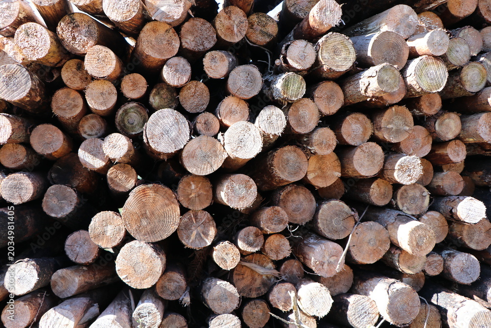 Fototapeta premium pile of tree logs
