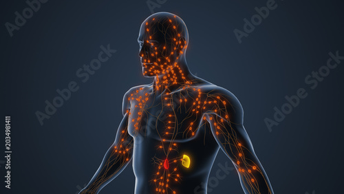 Canvastavla Human lymphatic circulation anatomy medical concept