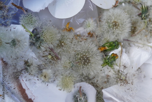 Fluffy blowballs, ripe fruits, seed of common dandelion - taraxacum officinale in the waste container. Spring, Netherlands, May	