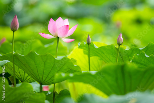 Elegant pink lotus flower blooming among lush green leaves in a tranquil pond.