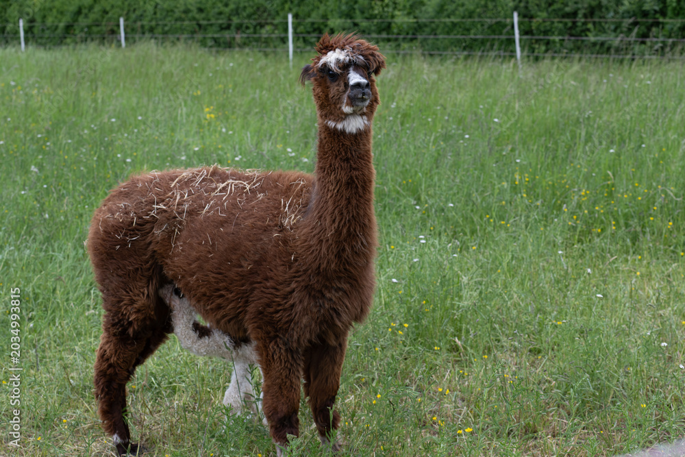 Obraz premium alpaka tier natur lama familie