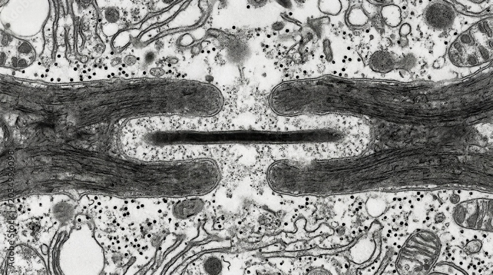 Obraz premium TEM of single plasmodesmata channel plant cell wall desmotubule core