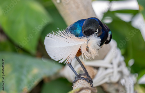 Lamprotornis superbus bird know as superb starling highly colorful, iridescent songbird native to East Africa. holding a feather in the beak
