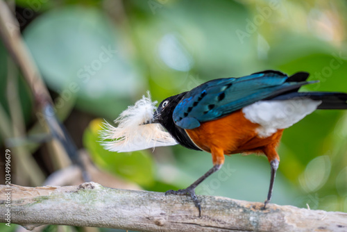 Lamprotornis superbus bird know as superb starling highly colorful, iridescent songbird native to East Africa. holding a feather in the beak