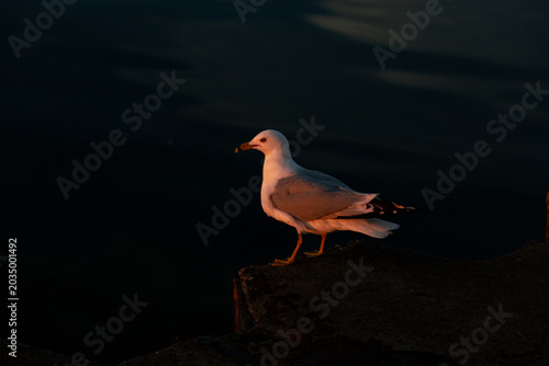 Bild auf Leinwand black headed gull