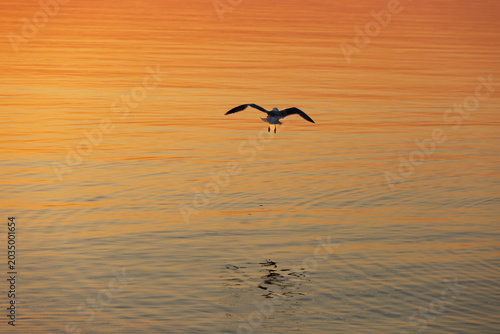birds in the water