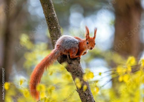 A cute fluffy squirrel sits on a tree with its red tail dangling in a sunny s...