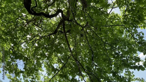 Baum mit Wasserspiegelung