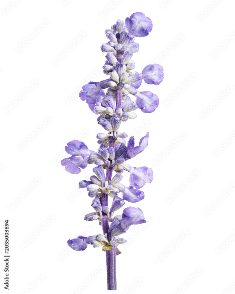 Obraz premium Fresh lavender flower isolated on transparent background with clipping path.