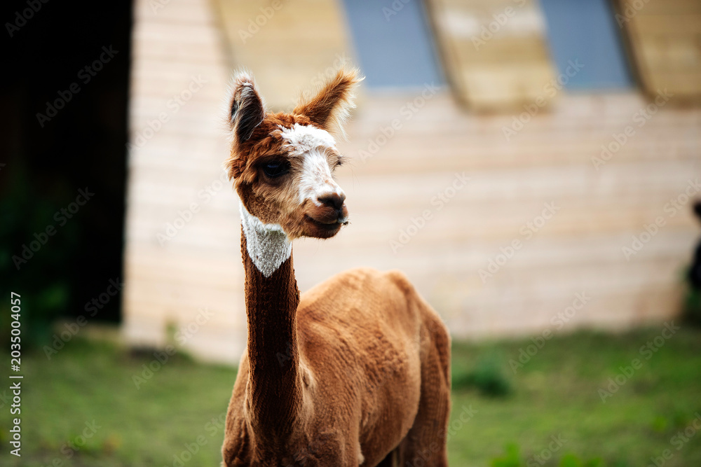 Naklejka premium Alpaca with brown and white fur 