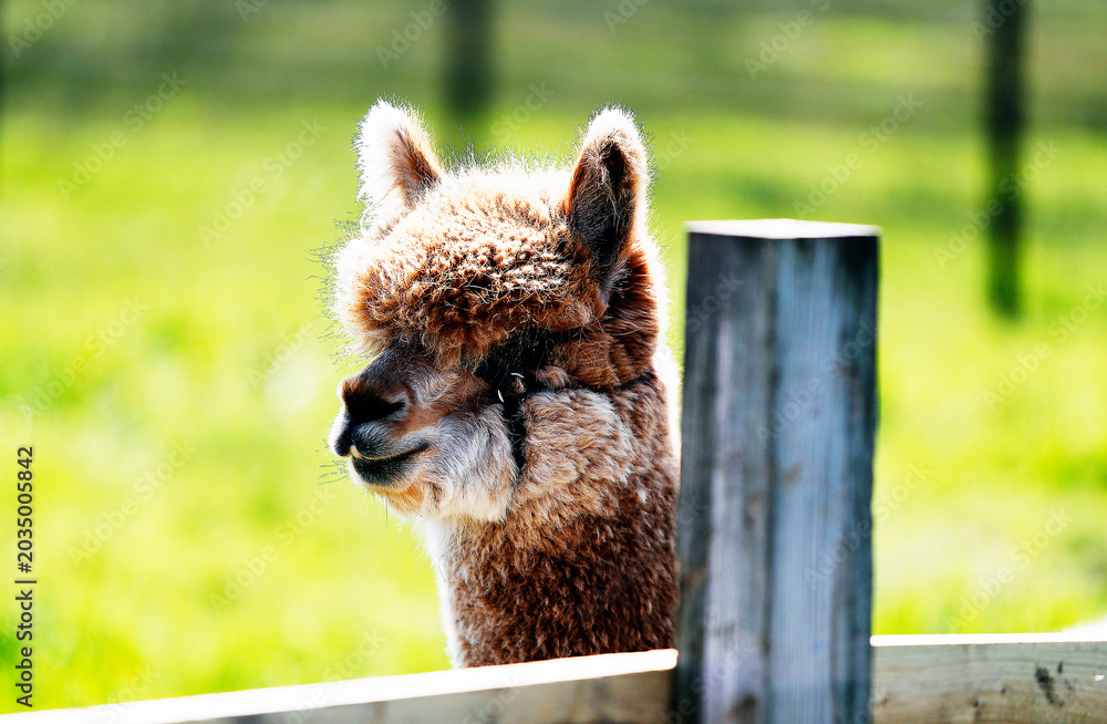 Naklejka premium Alpaca with brown and white fur 