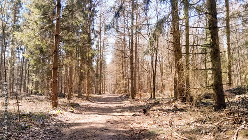 Tableau sur toile Early spring in forest