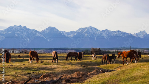 Foto A herd of horses grazes in a small village at the foot of the Sayan Mountains