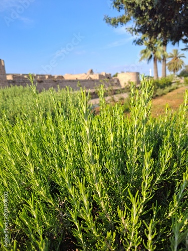 green field and blue sky