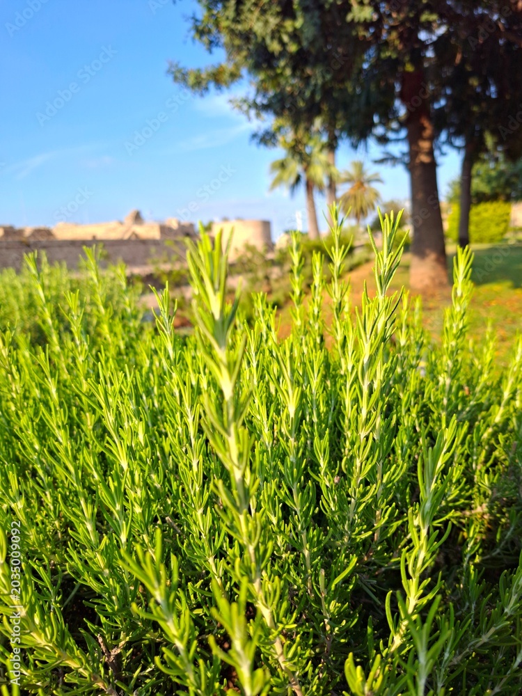 Fototapeta premium field of rosemary