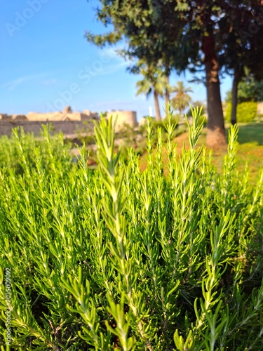 field of rosemary 