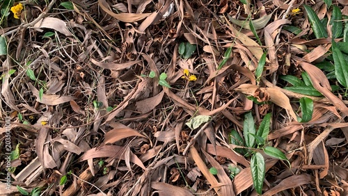Fotografie Ground covered with dry leaves, twigs, and small plants, illustrating natural de