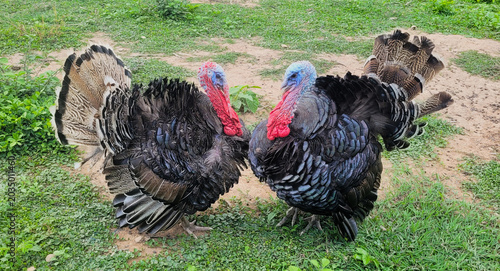 Obraz na płótnie Turkeys