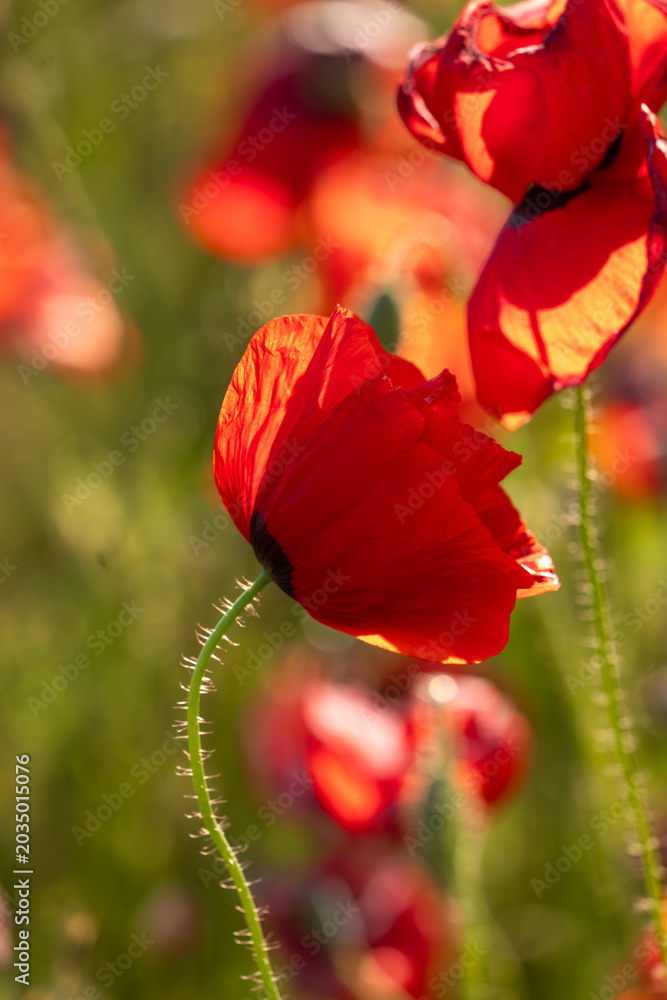 Fototapeta premium red poppy flower