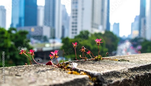 Delicate Pink Wildflowers Growing From Concrete Wall in Blurred Urban Skyline
