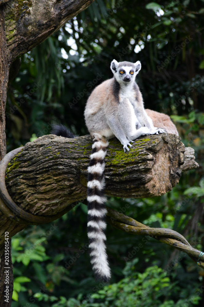 Naklejka premium Ring-Tailed Lemur Sitting on Moss-Covered Branch at Mandai Wildlife Reserve Singapore