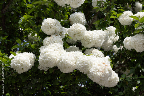 Cuadro en lienzo White snowball viburnum flowers blooming outdoors at Shanghai Zoo, macro botanic