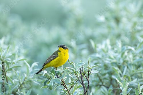 Yellow wagtail (Motacilla flava) perched on a willow branch on a summer evening in northern Finland