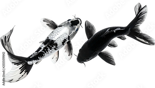 Two elegant koi fish, one black, one black and white, face each other
