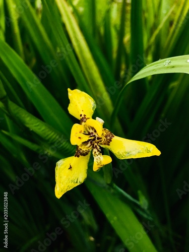 Yellow walking iris flower with green foliage in a garden