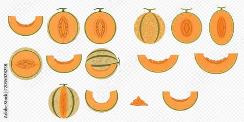 Canvastavla Melon fruit set with whole and sliced cantaloupe and honeydew varieties, vector illustration